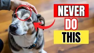 9 Things Dogs HATE More Than Being PICKED UP