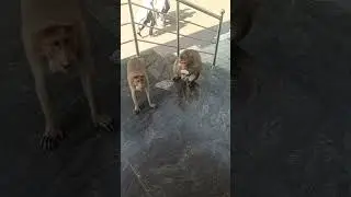 Hanuman gets bun and butter