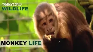 S1E09 | Finally Fitting In With The Other Monkey's | Monkey Life | Beyond Wildlife