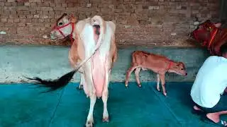 98150-75916, 2 jeersy  cows for sale price 20000 only