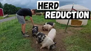 We Can&rsquo;t Keep Them All: Herd Reduction & Freezer Fill-Up