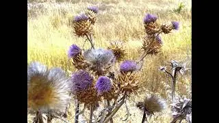 Thistle Moons a poem by Johanna Ely read by Tom Stanton