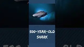 500-year-old shark