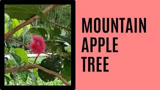 Mountain Apple Trees Flowering In The Garden