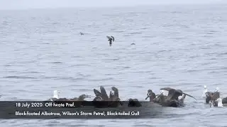 Black footedAlbatross, Wilson's Storm Petrel and Gulls, 18 July 2020, off Iwate.
