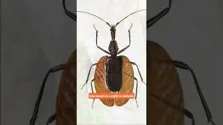 Violin Beetle: A Beautiful Wonder of Nature