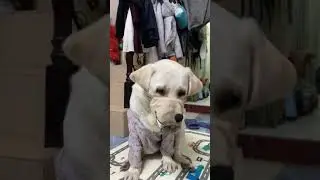 Đi ra đường l&agrave; fai đeo khẩu trang nho&aacute;n#dogs#pets#labrador#puppy