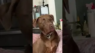 &ldquo;not the smartest dog!&rdquo;#fyp&nbsp;#foryou&nbsp;#dog&nbsp;#doglover&nbsp;#funny&nbsp;#funnyvideos&nbsp;#fypage&nbsp;#funnydog&nbsp;#dogs