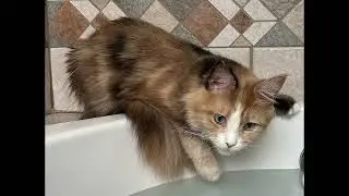 Peanut&rsquo;s Maine Coon Photo Shoot Behind the Scenes