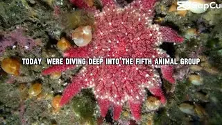 Fifth Animal group, Echinoderms