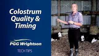 Colostrum Quantity and Timing  | PGG Wrightson Tech Tips