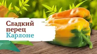 Сладкий перец Карлоне