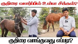 குதிரை வளர்க்க எவ்வளவு செலவாகும் ? எப்படி வாங்குவது? #horse #horseriding #horses #horselover