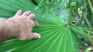 California Fan Palm Fronds
