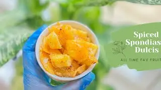 My Sweet & Spicy 🌶 🥵Spondias Dulcis | Ispandees Somali | Ambarella | June Plum | Golden apple