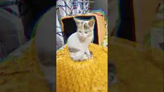 Introduction.... #trending #trendingshorts #animals #love