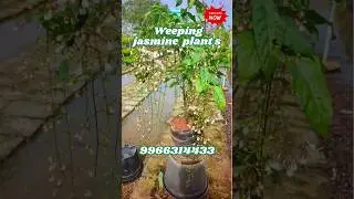 😍 Weeping Jasmine Flowers Close Look