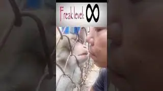 freak level: monkey
