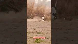 Hunting Dogs Greyhound vs Wild Hare 2025 / Super Speed Sighthound 2025