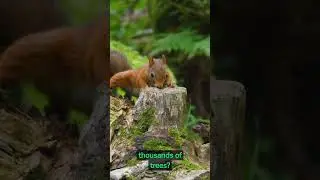 Fun Facts about Squirrels