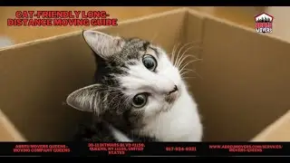 Cat-Friendly Long-Distance Moving Guide | Abreu Movers Queens