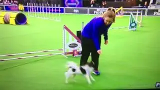 Westminster dog handler fail