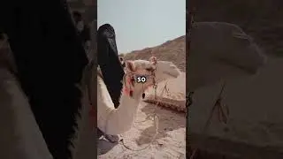 Why Touching a Dead Camel is Dangerous! #healthrisks   #animals