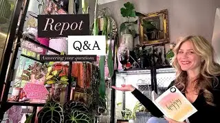 Q&A Repotting Plant Babies.  Answering YOUR Questions. Dividing an Anthurium.