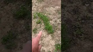 Clover fail update