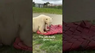 Raft update #polarbear #raft