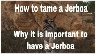 How to tame A Jerboa and why it is important to tame A Jerboa
