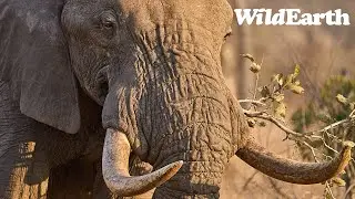 Elephants Everywhere