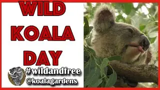 Wild Koala Day 2020 at Koala Gardens