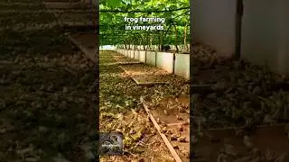 Frog farming in vineyards