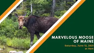 Marvelous Moose of Maine