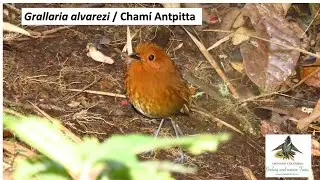 Grallaria alvarezi, Cham&iacute; Antpitta, western andes, endemic birds colombia