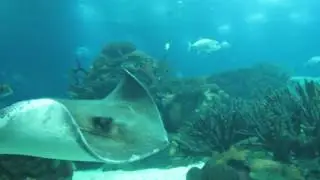 Ocean&aacute;rio de Lisboa - Lisbon Oceanarium - Portugal - 2016