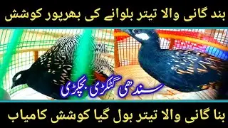 Band Gani wala Teetar Bulane ki Bharpoor Koshish Kamiyab💃بند گانی والا تیتر بول گیا کوشش کامیاب