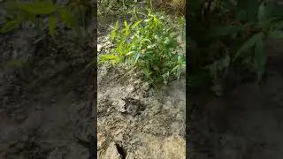 Many benefits of Eclipta prostrata  , Eclipta alba. Part- 2 - 9576382000