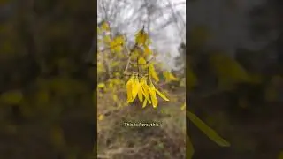 Forsythia is an awesome shrub, the leaves + fruit have even more medicinal benefits! 💛 #wildfood