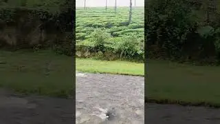 Valparai #shorts #valparai #koozhangal #tourist #fog #trending #2025 #tamilnadu #heaven