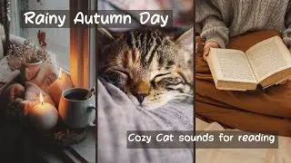 Serenity in Symphony: Rain and Cat Sounds ASMR | Relaxing Ambience for Ultimate Tranquility