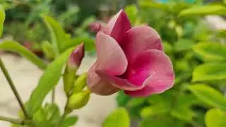 Tips to get more Flowers 🌸🌸in Allamanda Plant || Permanent Flowering plant