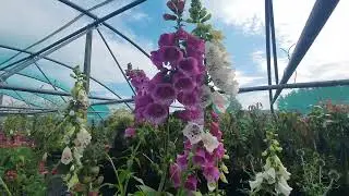 Foxgloves (Digitalis) in bloom. Summer flowering cottage garden plants 💐 