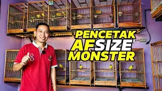 PETERNAK KENARI‼️Spesialis pencetak AF size MONSTER...