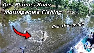 Fishing the Des Plaines River for Whatever Bites!!! INSANE MULTI-SPECIES ACTION (Canoe Fishing)