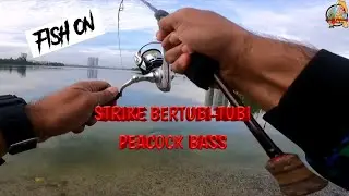 STRIKE BERTUBI-TUBI PEACOCK BASS || TAMAN TASIK PRIMA PUCHONG || @Arelif Fishing