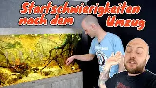 Algen und Nitrit im neuen 550 Liter Altum Biotopaquarium | Aquatlantis Sublime