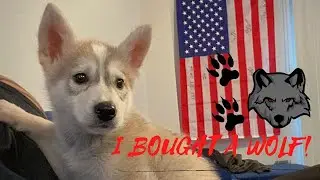 I bought a WOLF!