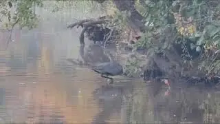 Latta Plantation Wildlife Short
